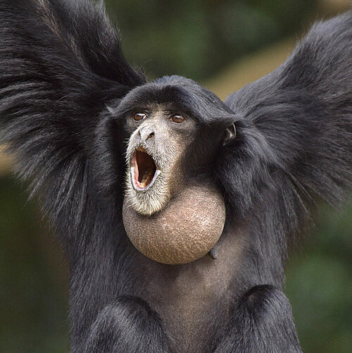 Siamang