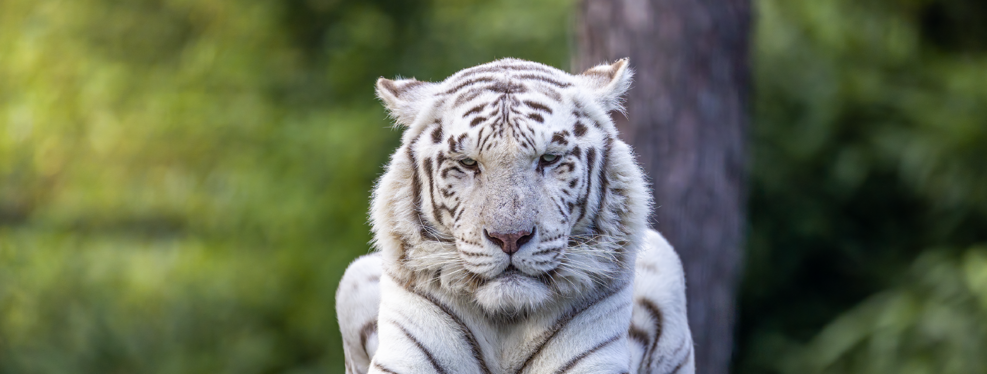 Tigre blanc