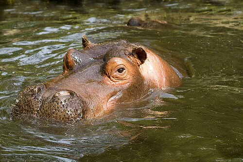 Hippopotame