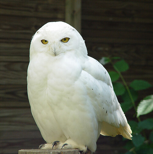 Harfang des neiges