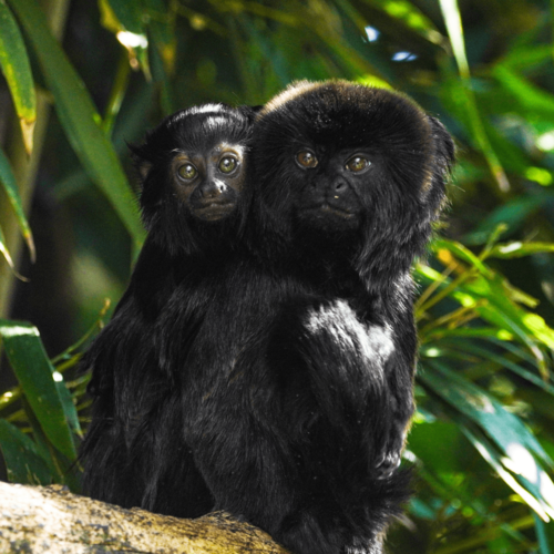 Tamarin de goeldi