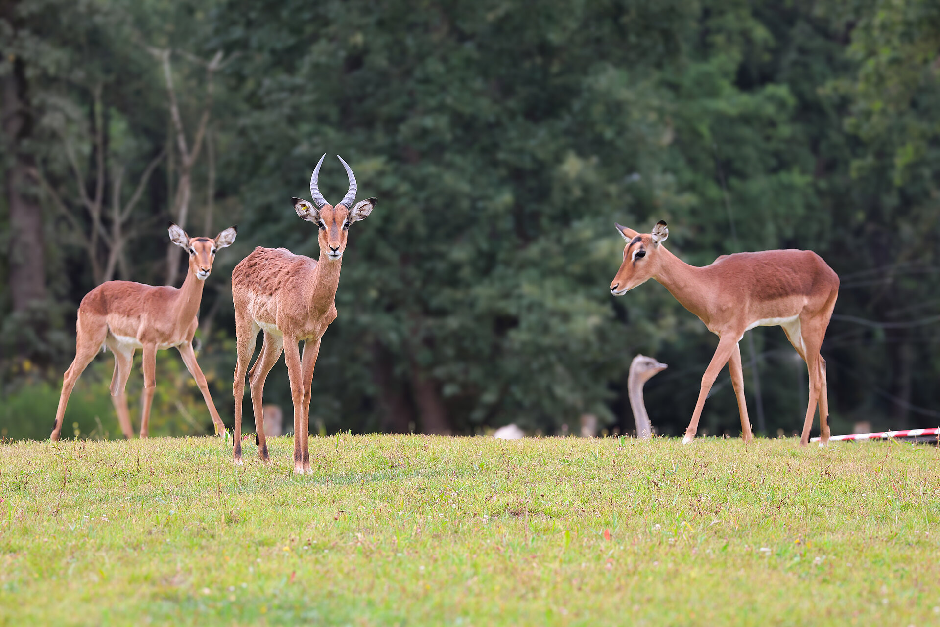 Antilope impala