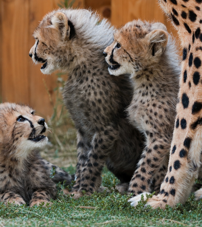 Naissance exceptionnelle !