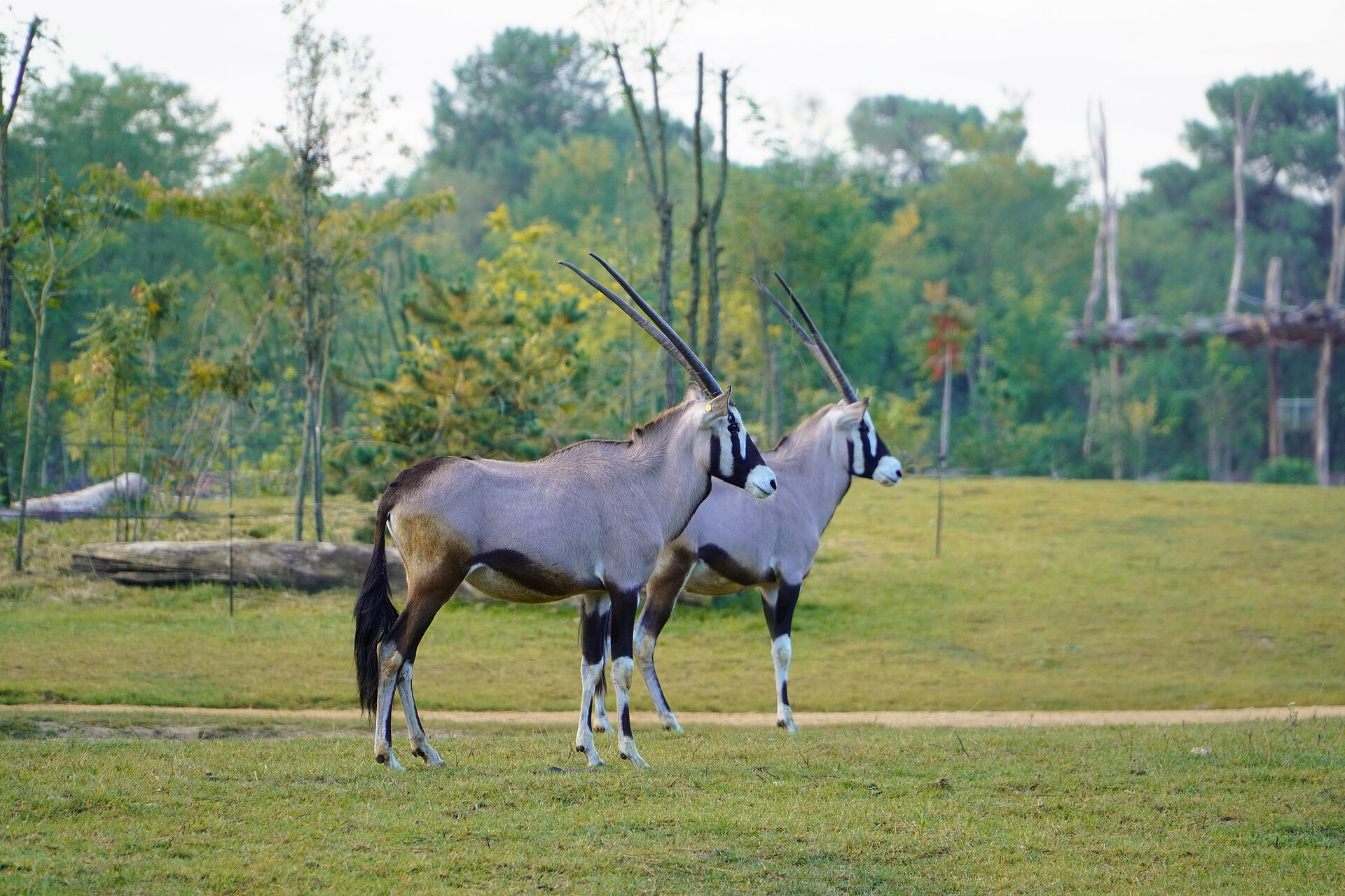 Gemsbok