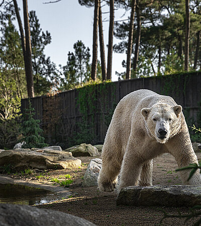 LA TERRE DES OURS POLAIRES 