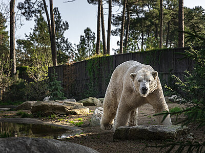 LA TERRE DES OURS POLAIRES 