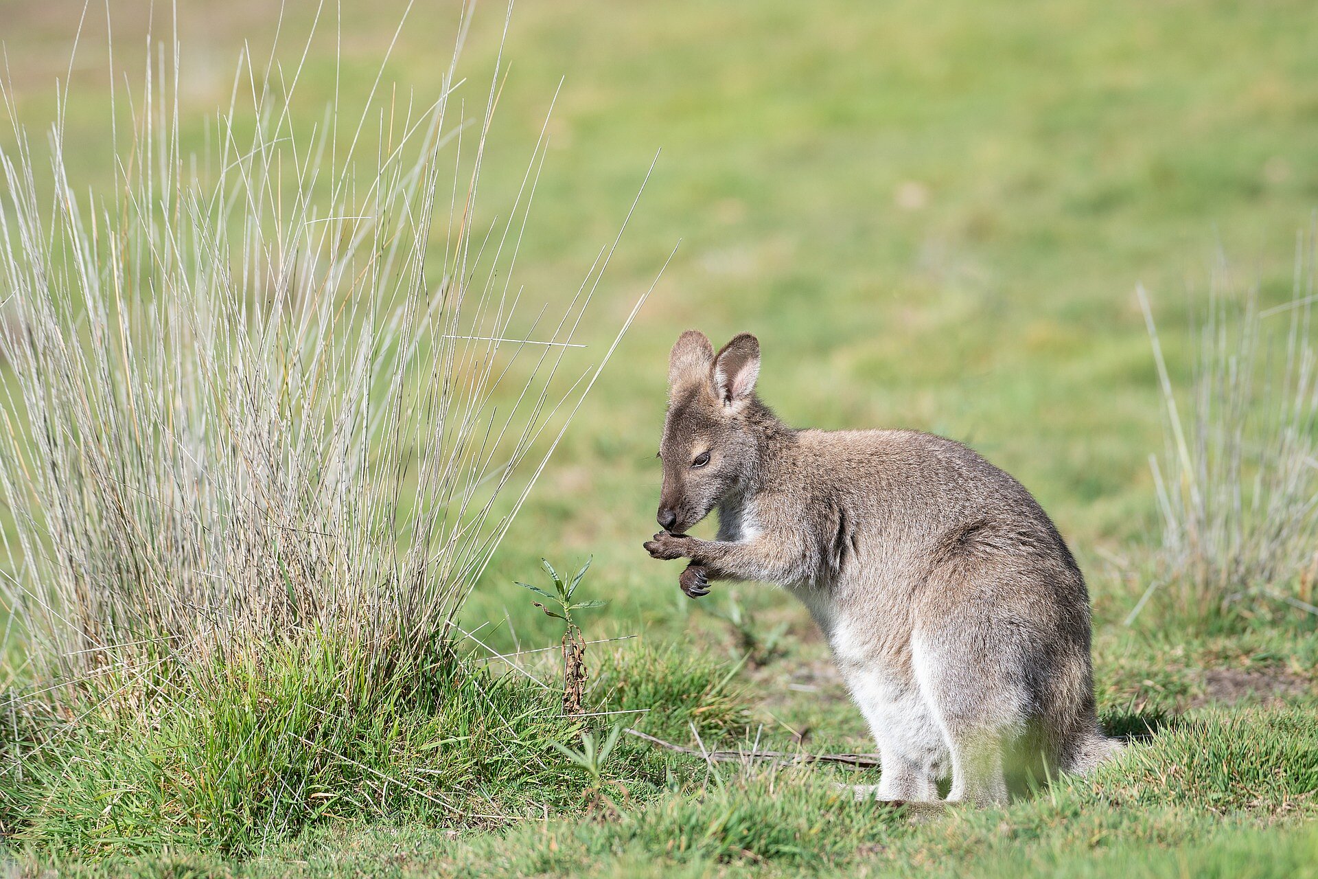 Wallaby de Bennett