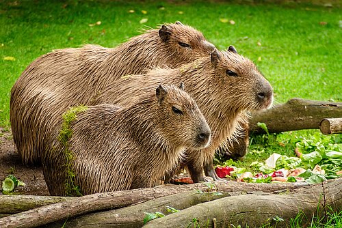 Capybara