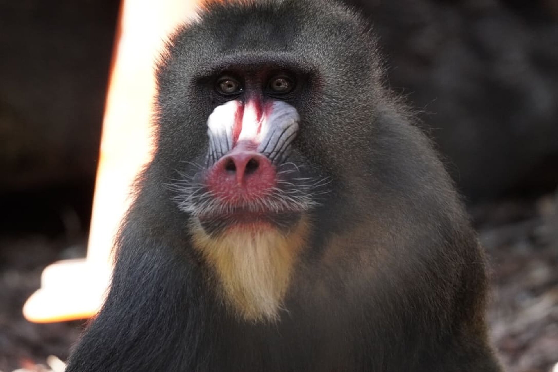 Mandrill