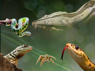 Vivarium éphémère le 11 & 12 juillet 