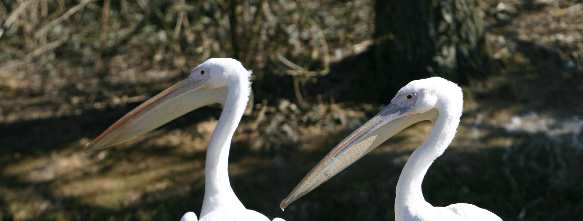 Pélican blanc