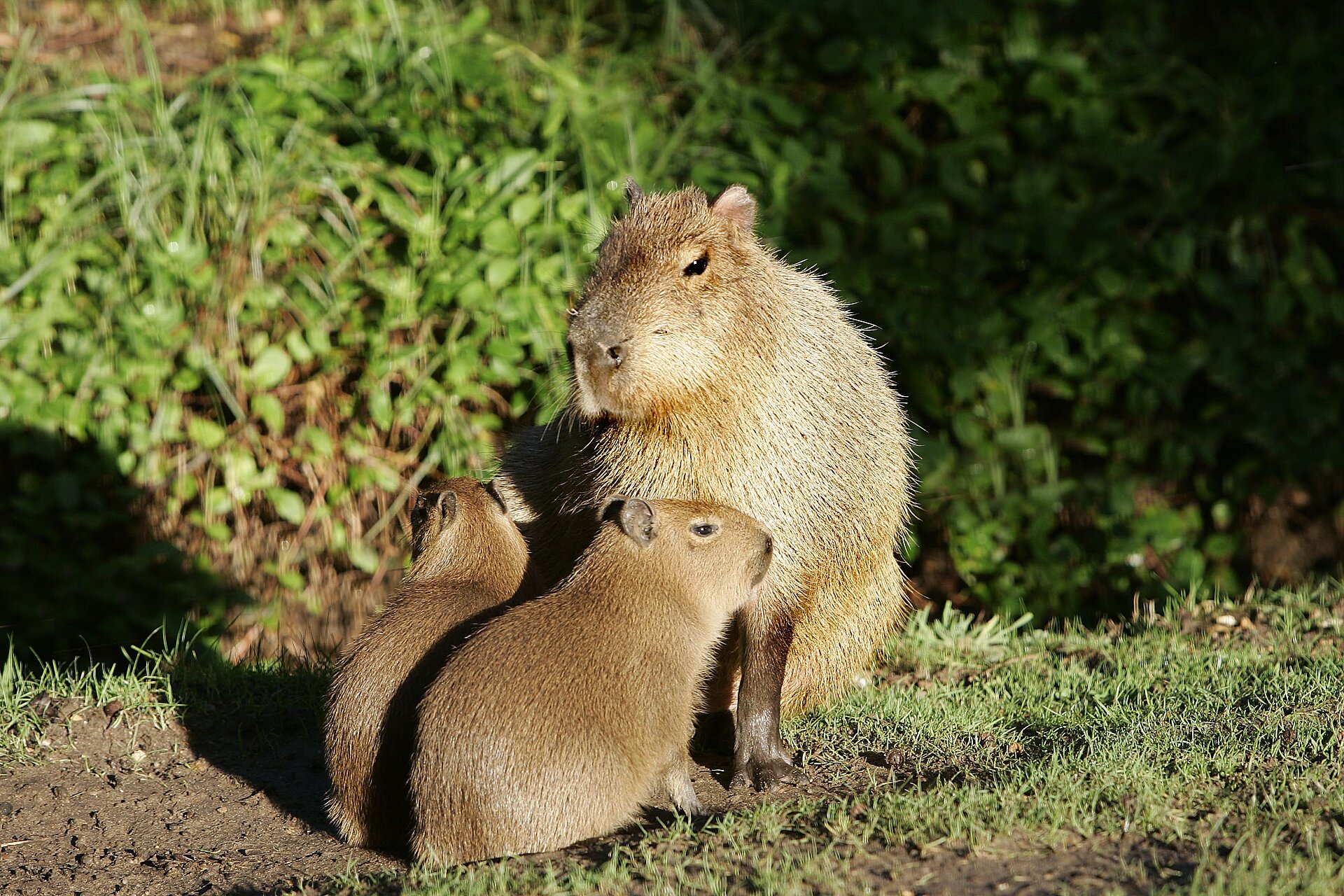 Capybara