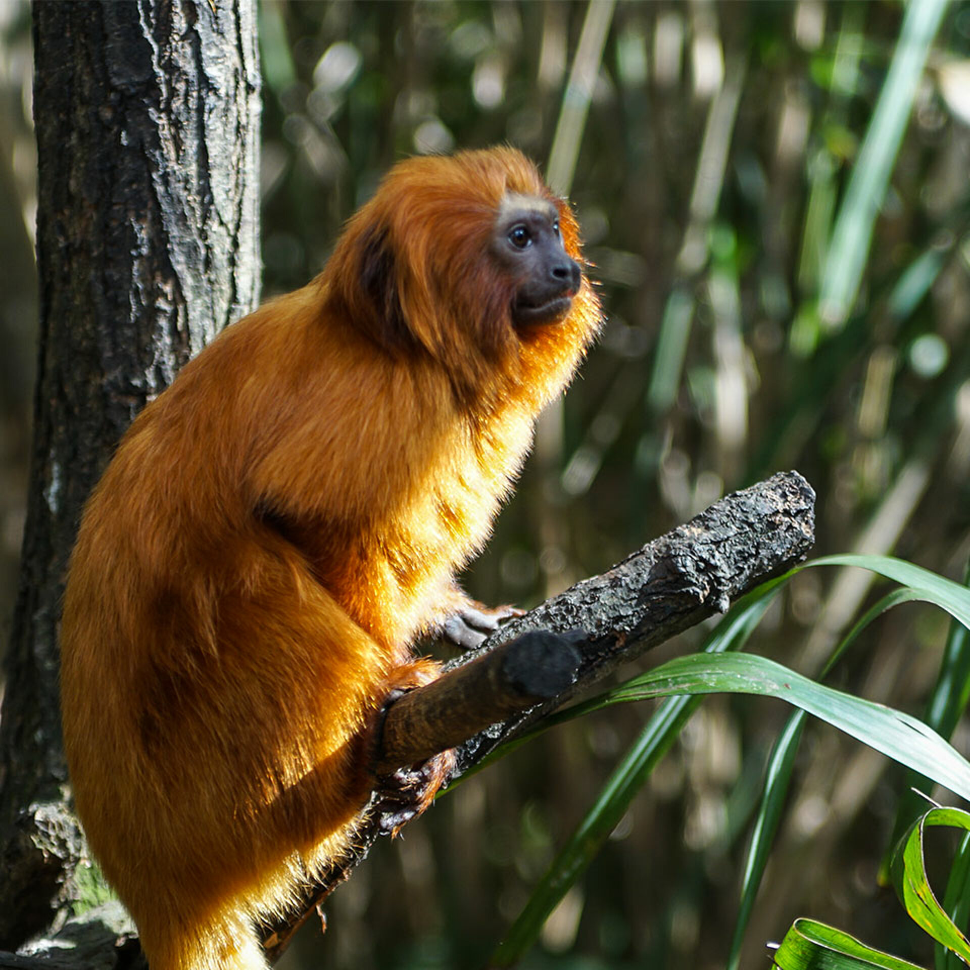 Tamarin lion