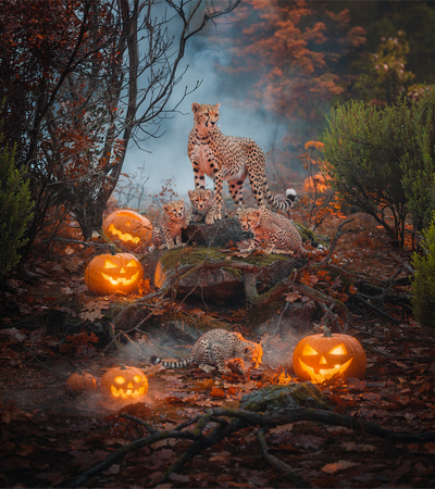 HALLOWEEN 