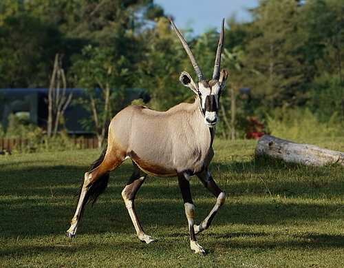 Gemsbok