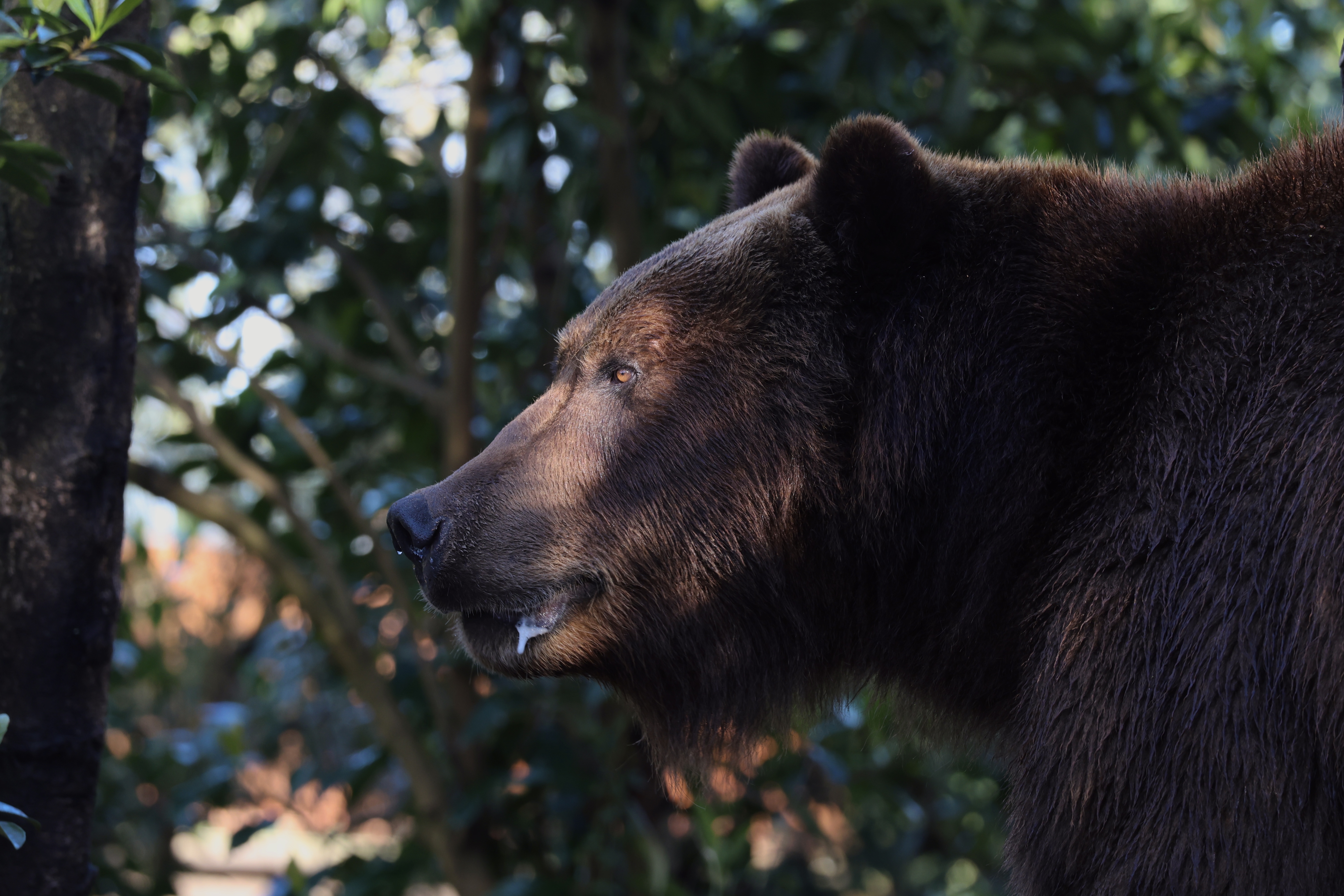 Grizzly du Kamchatka