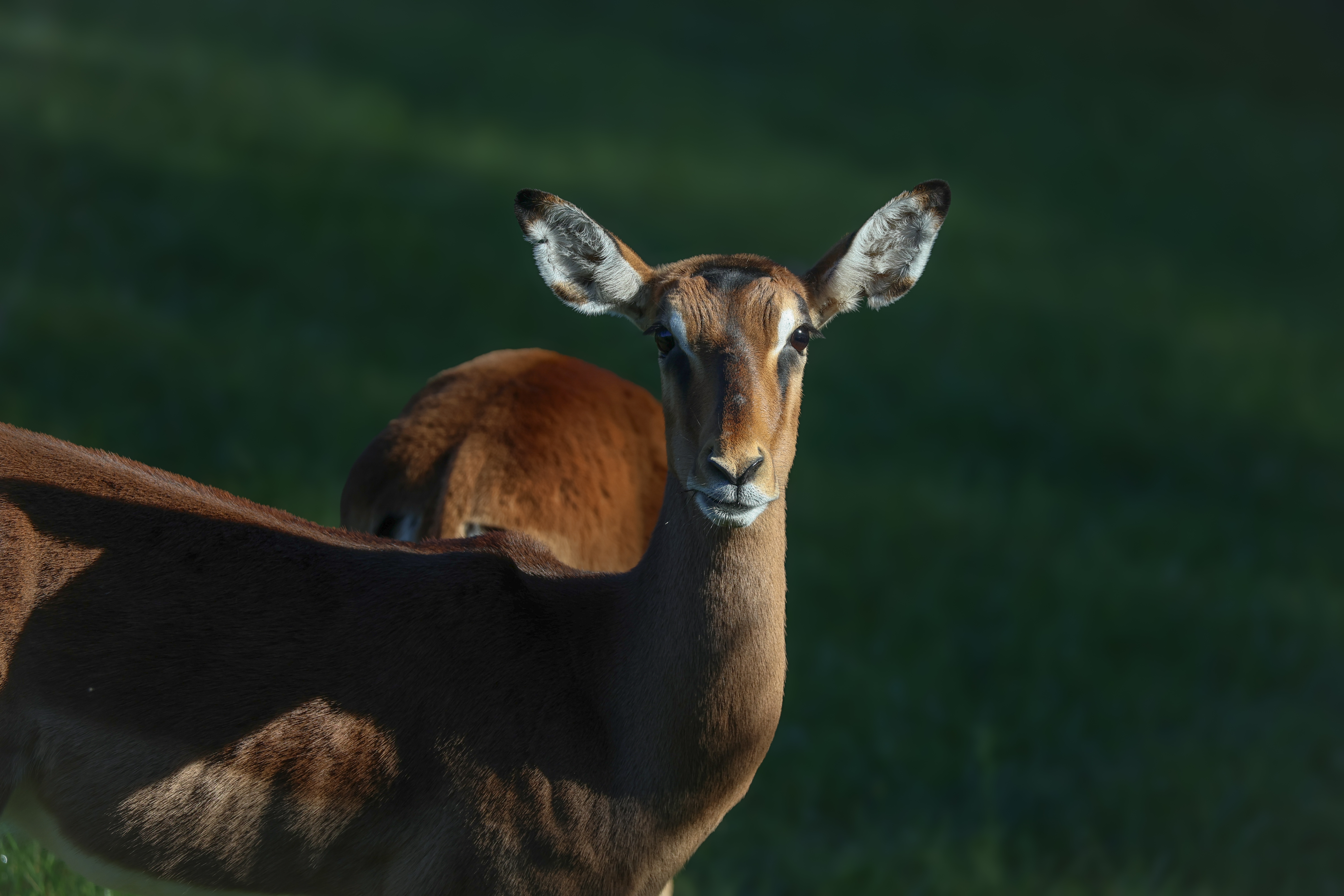 Antilope impala