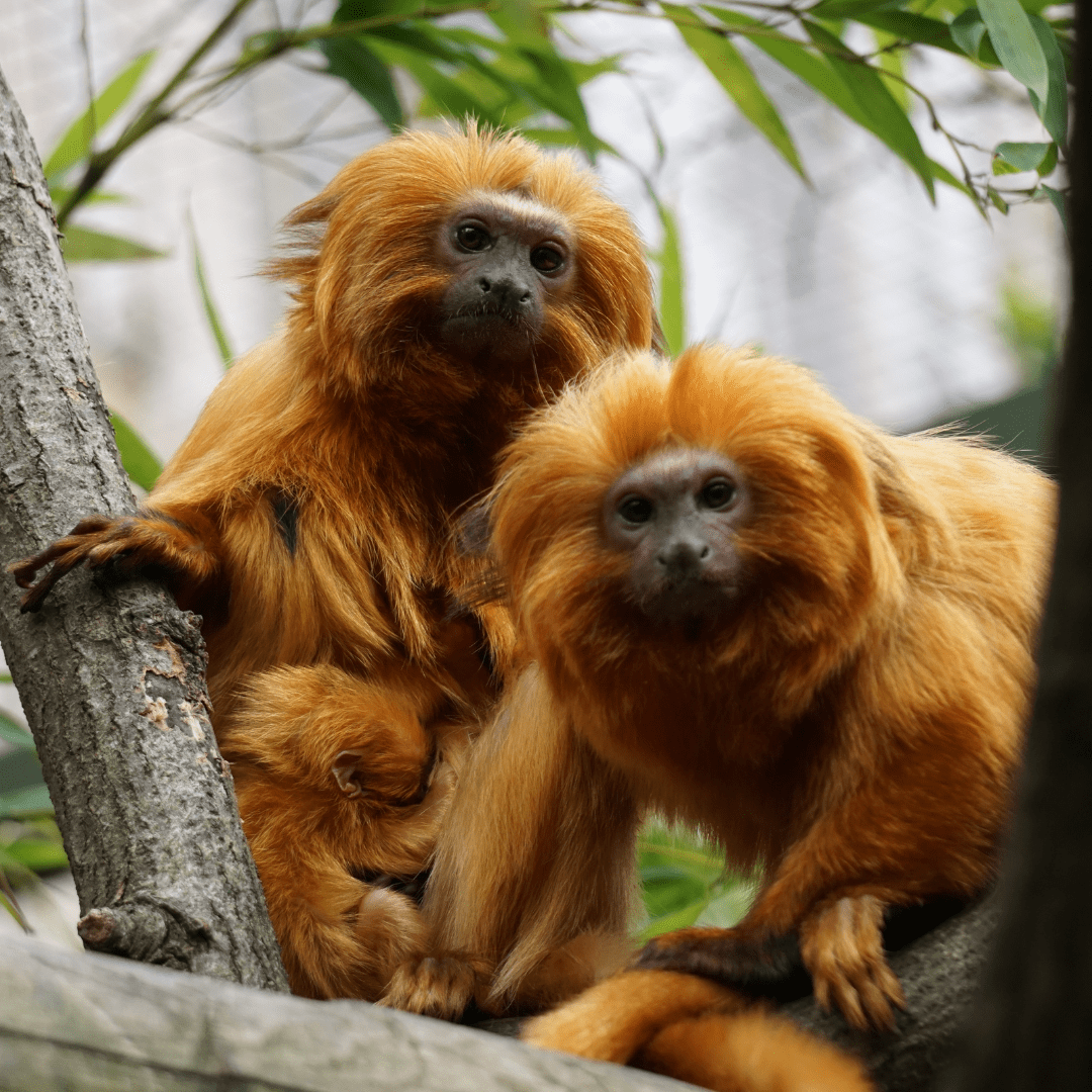 Tamarin lion