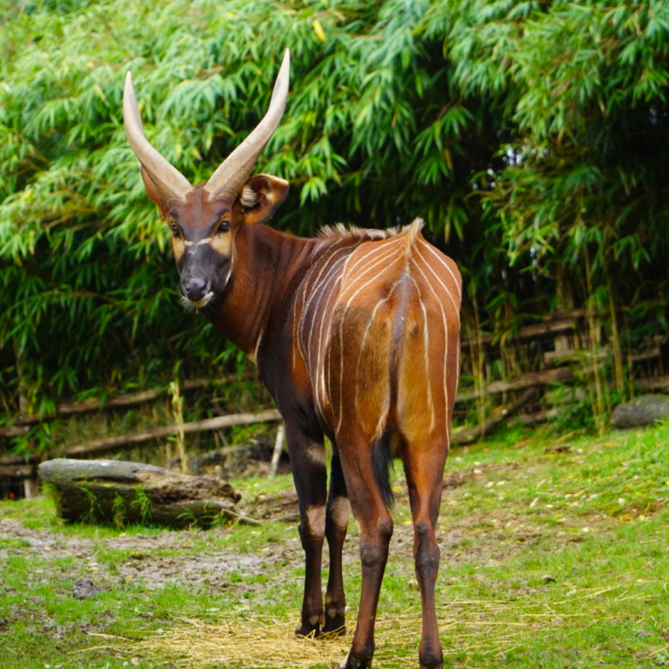 Bongo des montagnes