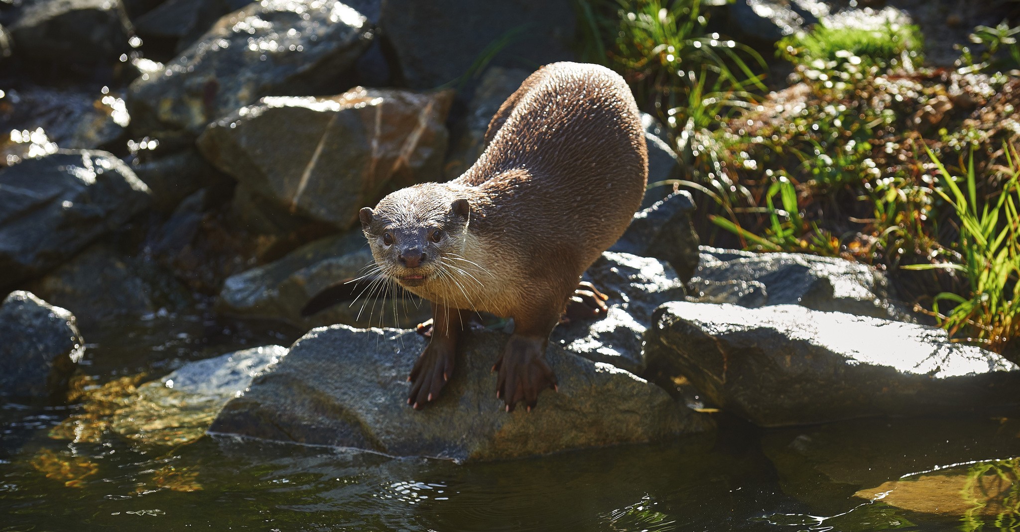 Loutre à pelage lisse