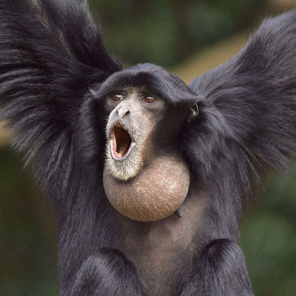 Siamang