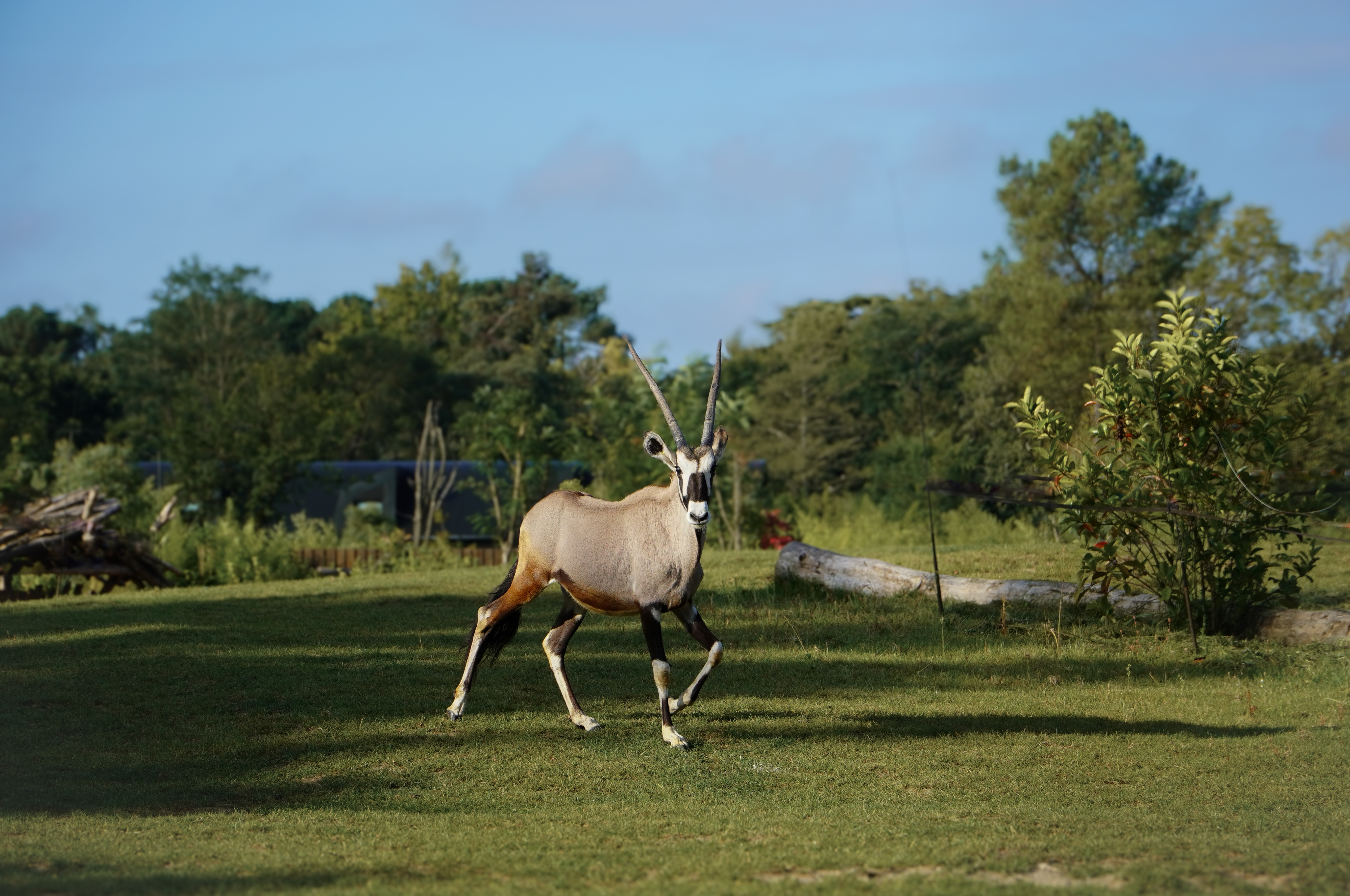 Gemsbok