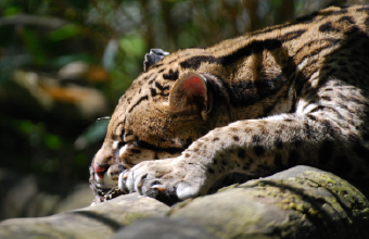 mega-menu Dormir autour du Zoo